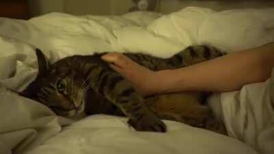 This Sleepy Cat Will Melt Your Heart