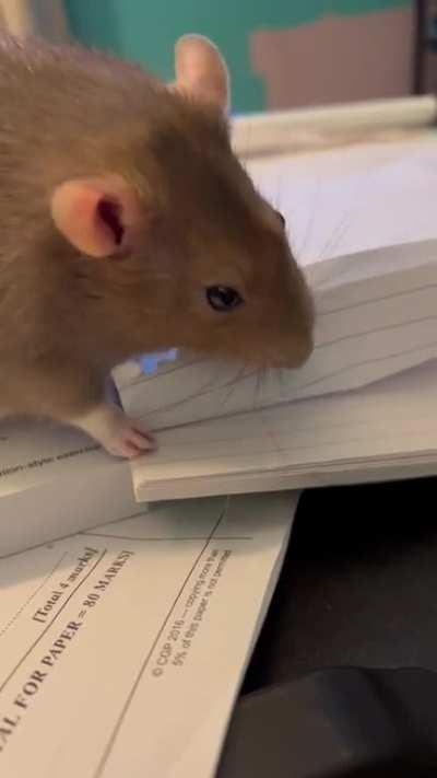 Why is he eating paper and should I stop him