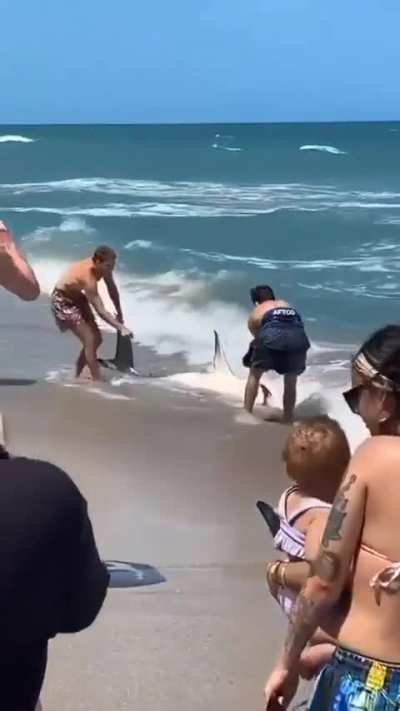 What type of shark is this?