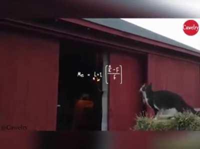 Kitty flunks his math