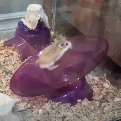 My hamster Nug Nug on his wheel