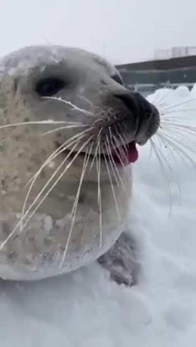 He looks more like a sea dog than a seal