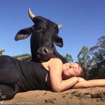 Most people have heard that cows have best friends, but did you know that they are the best friends to have too?