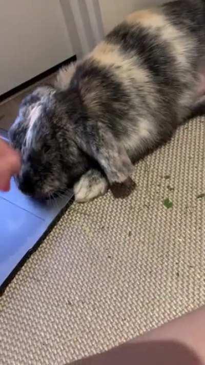 Bella wanting all the sympathy after her spay surgery. I’m so proud of her🤎