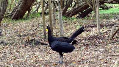 La fauna de Campeche en toda su gloria.