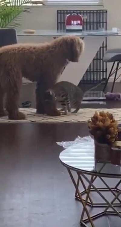 It's a Hate-Love relationship.