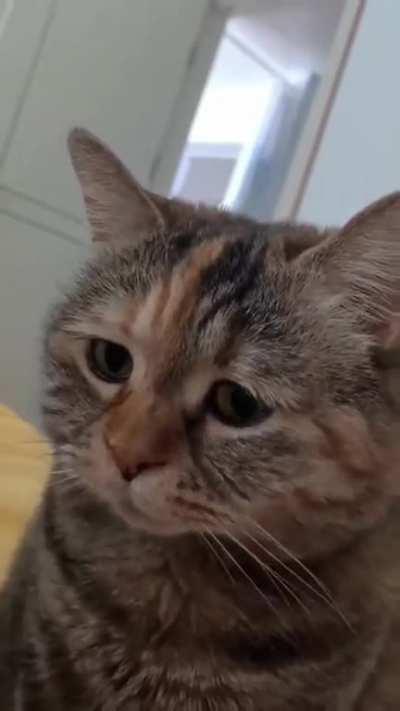 Mastering the Art of Feline Manipurrrlation