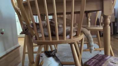 Just some nice sibling taps 🐱