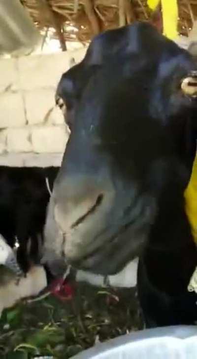 吃鱼的🐑会不会格外鲜美啊😋