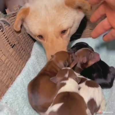 New bed for the pups