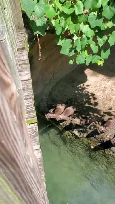 Otters and a butterfly at the Columbus zoo 😍