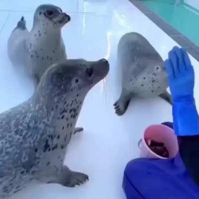 redscarepod - Video #1567