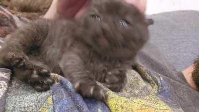 This smol criminal is putting up quite the fight