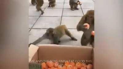 First Fonkey Monkey Friday of 2021 OOO OOO AAAAH AAAAAAAH