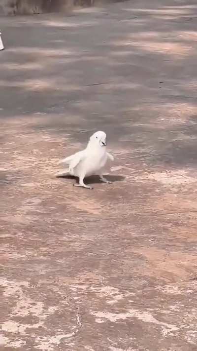 More like party animal