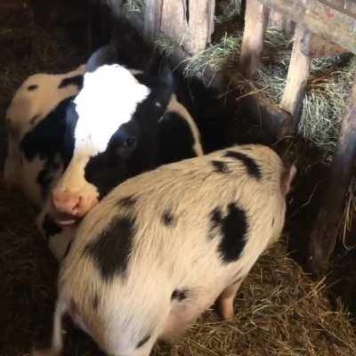 Zoey loves her BFF Pearly pig at Black Goat sanctuary