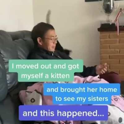 All dads are cat lovers, they just don't know it yet