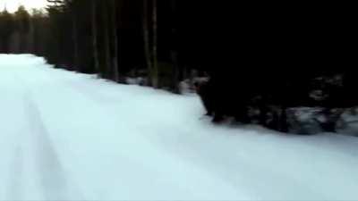 Swedish man scares the living shit out of an attacking bear