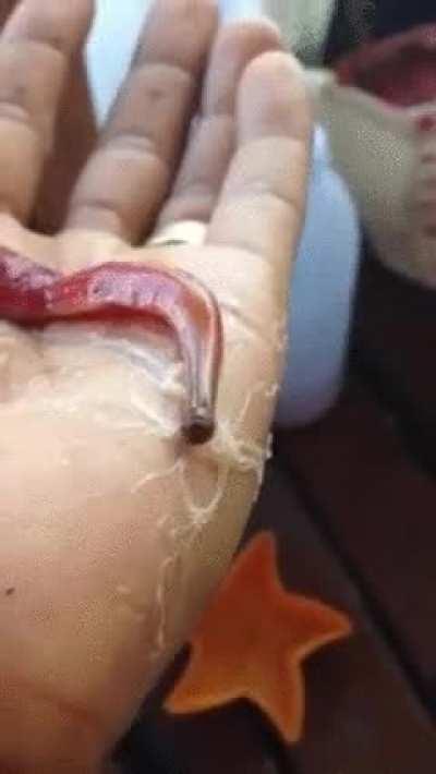 The Proboscis worm, the most terrifying worm you'll ever see. It lives in shallow waters of the Pacific