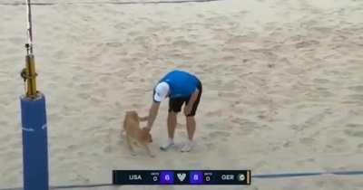 Vira-lata caramelo invade quadra e para jogo de vôlei de praia em Itapema - SC