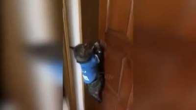 Kediler uzaylıdır v2