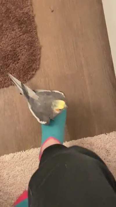 happy birth month to the love of my life, scruffles!!!! here is a video of him saying “scrufflebutt”!!