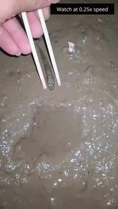 Bluds got a Sandevistan