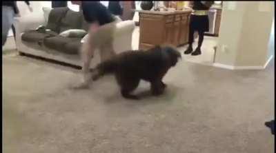 RELEASE THE BALLOON BANDIT!