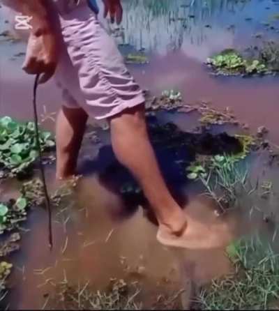 See how an expert deal with a freshwater stingray