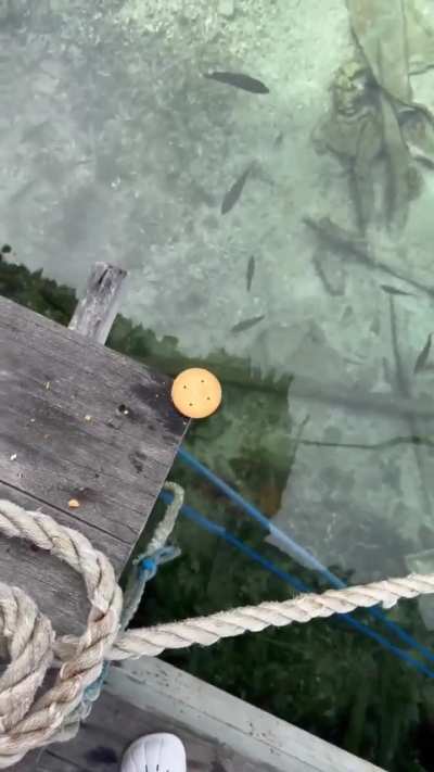 Guy leaves a cracker as bait near the water
