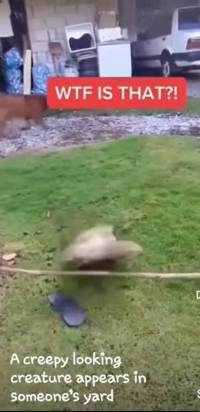 yeah, I think I'm gonna have to pass on this one..