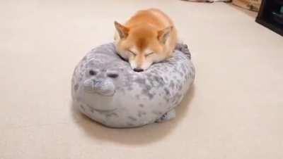 Shiba sleeping on a chunky seal pillow