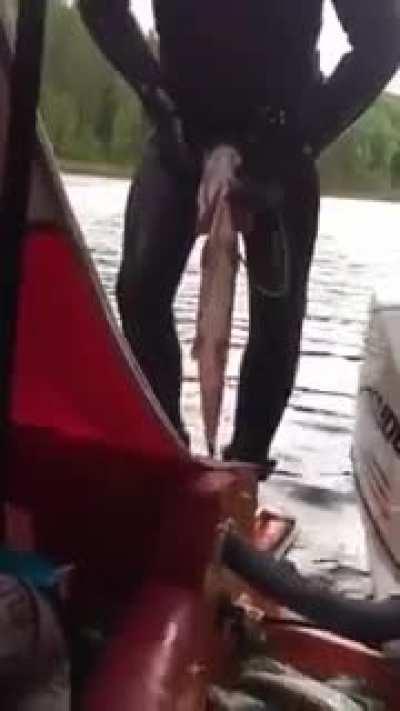 Ловля на живца