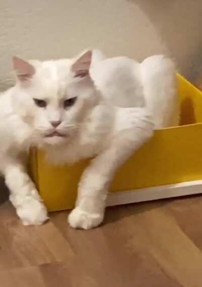 this cat looks like it would verbally say meow instead of actually making the noise