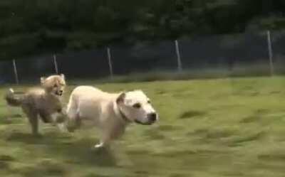 🔥 Cheetahs are naturally anxious animals, so they’re sometimes given emotional support dogs