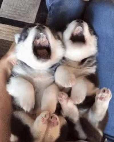 Synchronized smol huskys