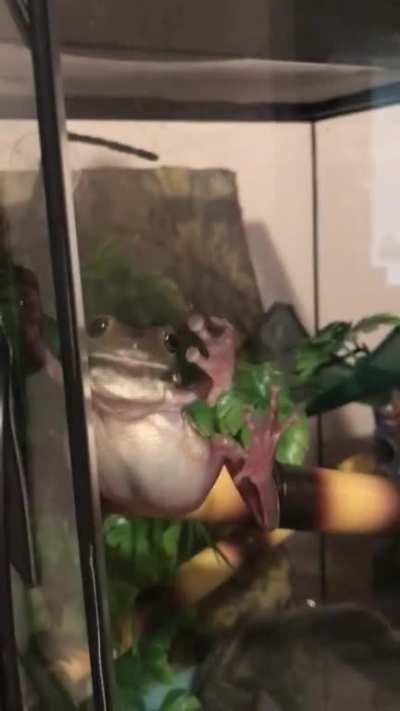 Dangerous man-eating frog attack!!!