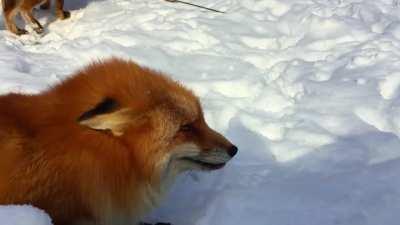 What does the fox say? Well now you know!