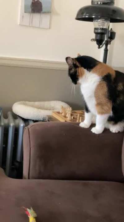 Poor Astra gets bullied