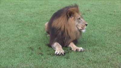 Lion kneading/making biscuits