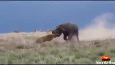 Lion instantly regrets its decision to wake up a Hippo