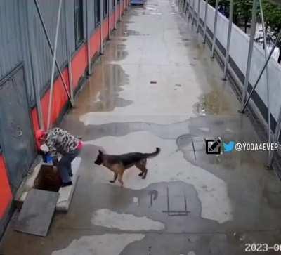 Dog seeks help from a random person to save his brother