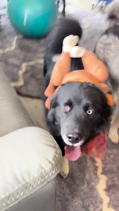 Happy Thanksgiving! 🦃