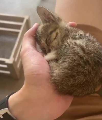 Handful of tiny tabby