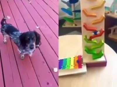 My sky dog people need me