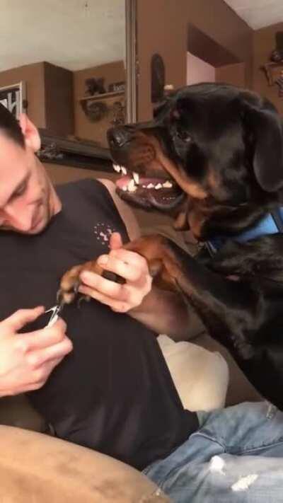 dia de corta unha do bixano, tão calminho 😍😍