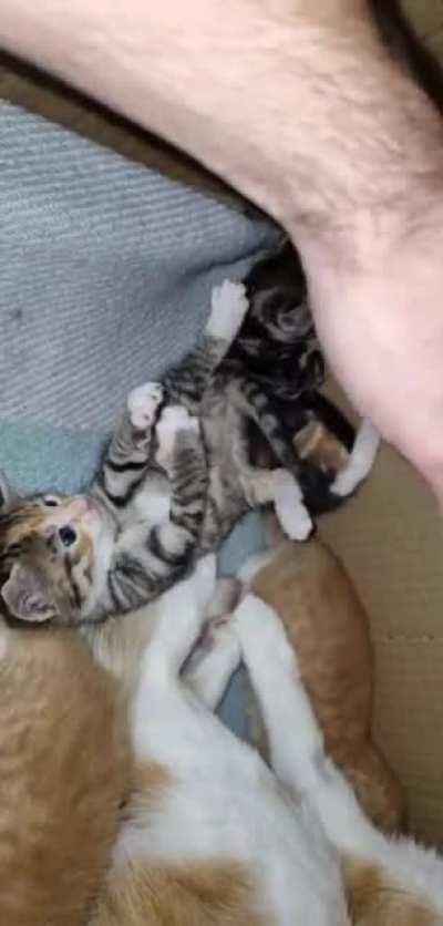 Grrr.. I'm a dangerous tiger! 😂😻🥰