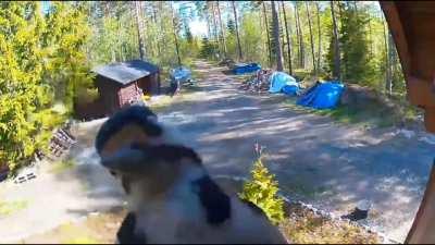 Woodpecker doesn't like being filmed