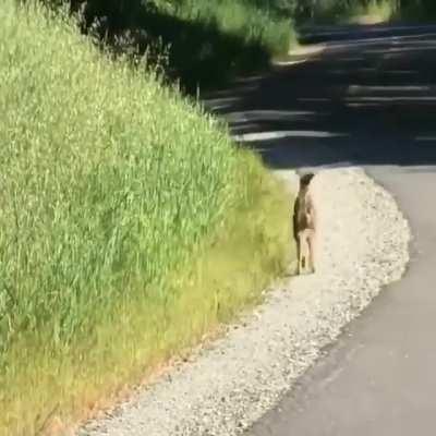 Bambi, yes, yes,yes.