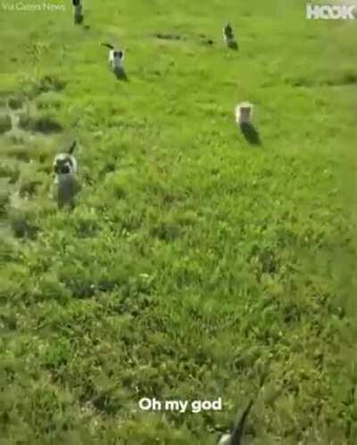 MaN cHaSeD dOwN bY dAnGerOuS cAtS